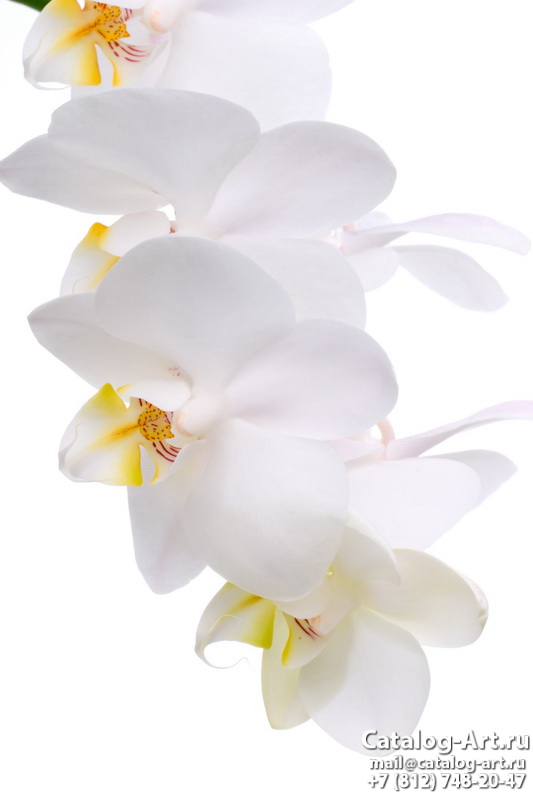 White orchids 27